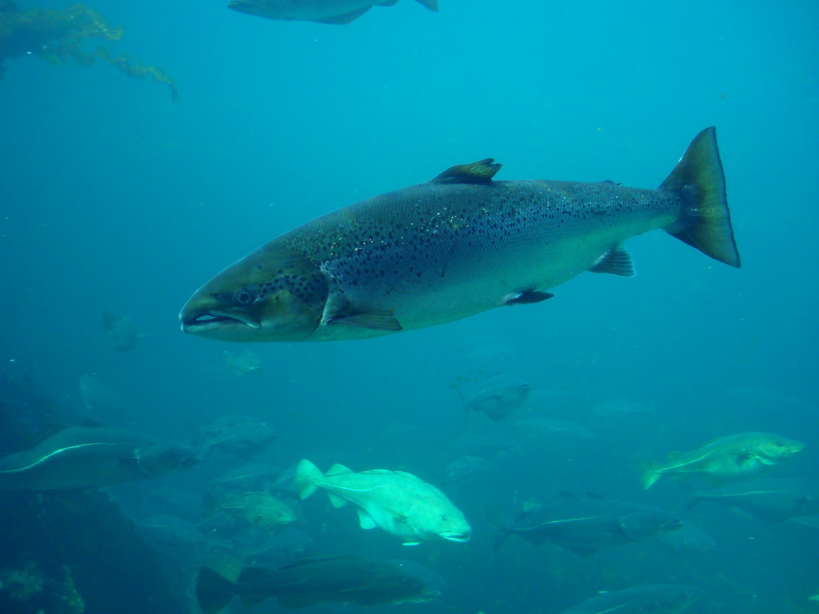 Fishes Images Atlantic salmon